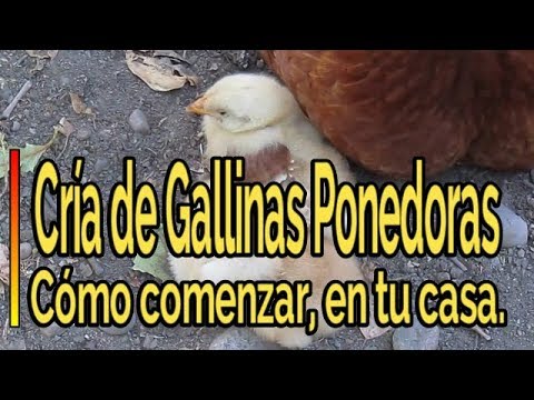 , title : '👉GUÍA Comenzar DESDE 0 con la CRÍA de Gallinas🐔Ponedoras en Casa How to start breeding laying hens'