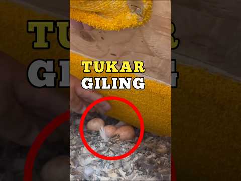 Trik Tuker Guling Burung Falcon 🤯 #faktaunik