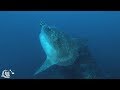 Best of Diving with Mola Mola & Mantas in Bali - Nusa Penida, Manta, Mantarochen, Manta ray, Mondfisch, Sunfish, Nusa Lembongan, Indonesien, Bali