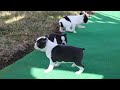 Boston Terrier dogs for sale: Jesse - Video 1