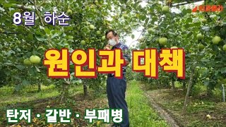 [사과재배] 지금이라도 대처하라 /일찍따면 수확기 열과 많다/탄저병 ㆍ갈반병ㆍ부패병