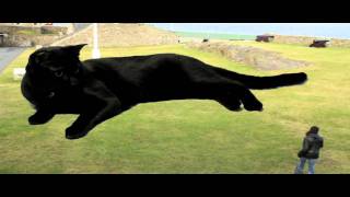 Chroma Key Cat - Lerwick, Shetland