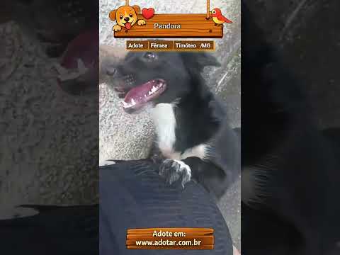 Vídeo de Pandora