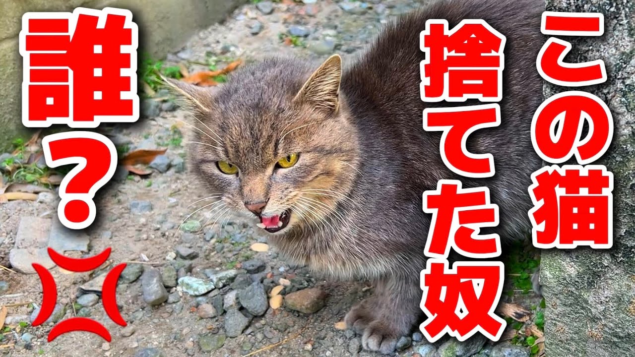 【大事なお知らせ】この捨て猫もしかして…