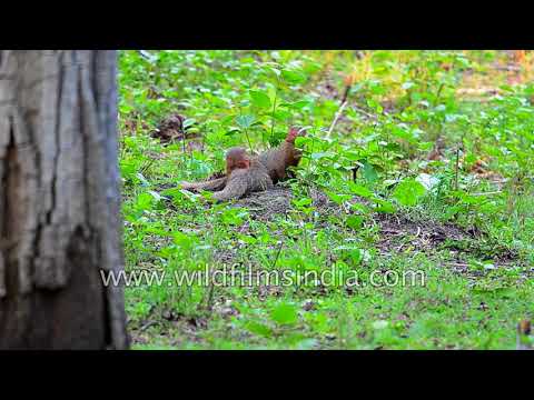Beware: may look cute but can kill venomous snakes - Playful mongoose pair
