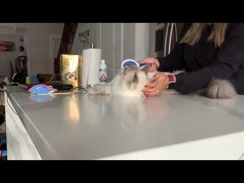 Siberian cat loves to get brushed!