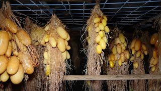 I can't believe it; How to grow potatoes without soil? - Most Ingenious Agriculture Techniques