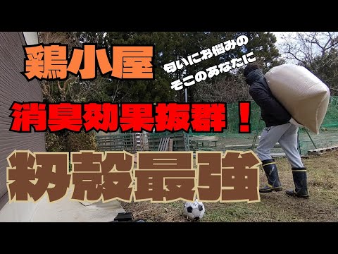 鶏小屋にネズミを近づけないようにする方法は？げっ歯類に対する解決策とヒント  庭園