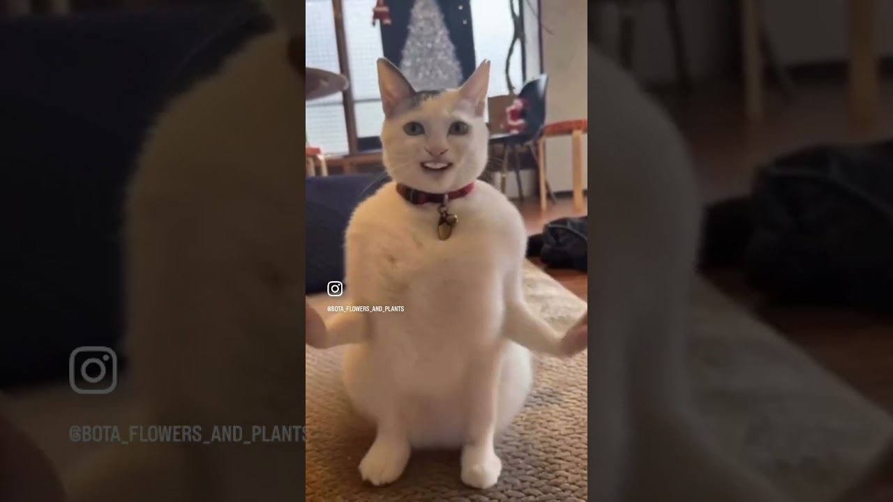 #catvideos #catshorts