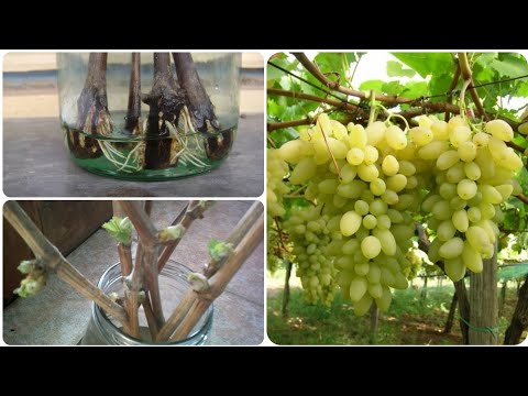 , title : 'come coltivare Uva in vaso, facile e veloce'