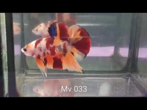 (MV-033) Nemo Classic Plakat Male Betta