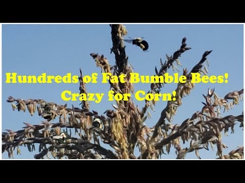 Hundreds of Big Bumblebees!!  Hungry Fat Bumble Bees are Crazy for Corn!