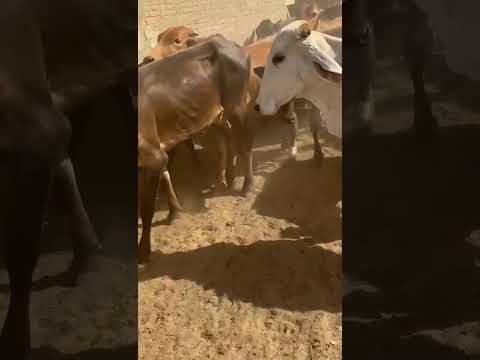 37 Garrotas de linhagem Leiteira: 1.550 reais cada em Cacimba de Areia/ Paraíba.ZAP 84 99810 2784*