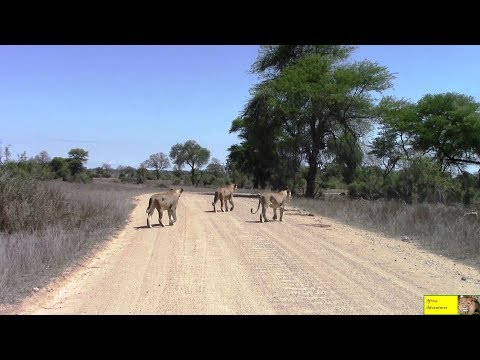 Lets Follow Three Hungry And Lazy Lionesses Down The Road