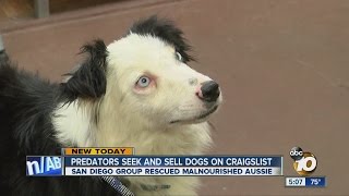 ALERT: Online predators seek dogs on Craigslist