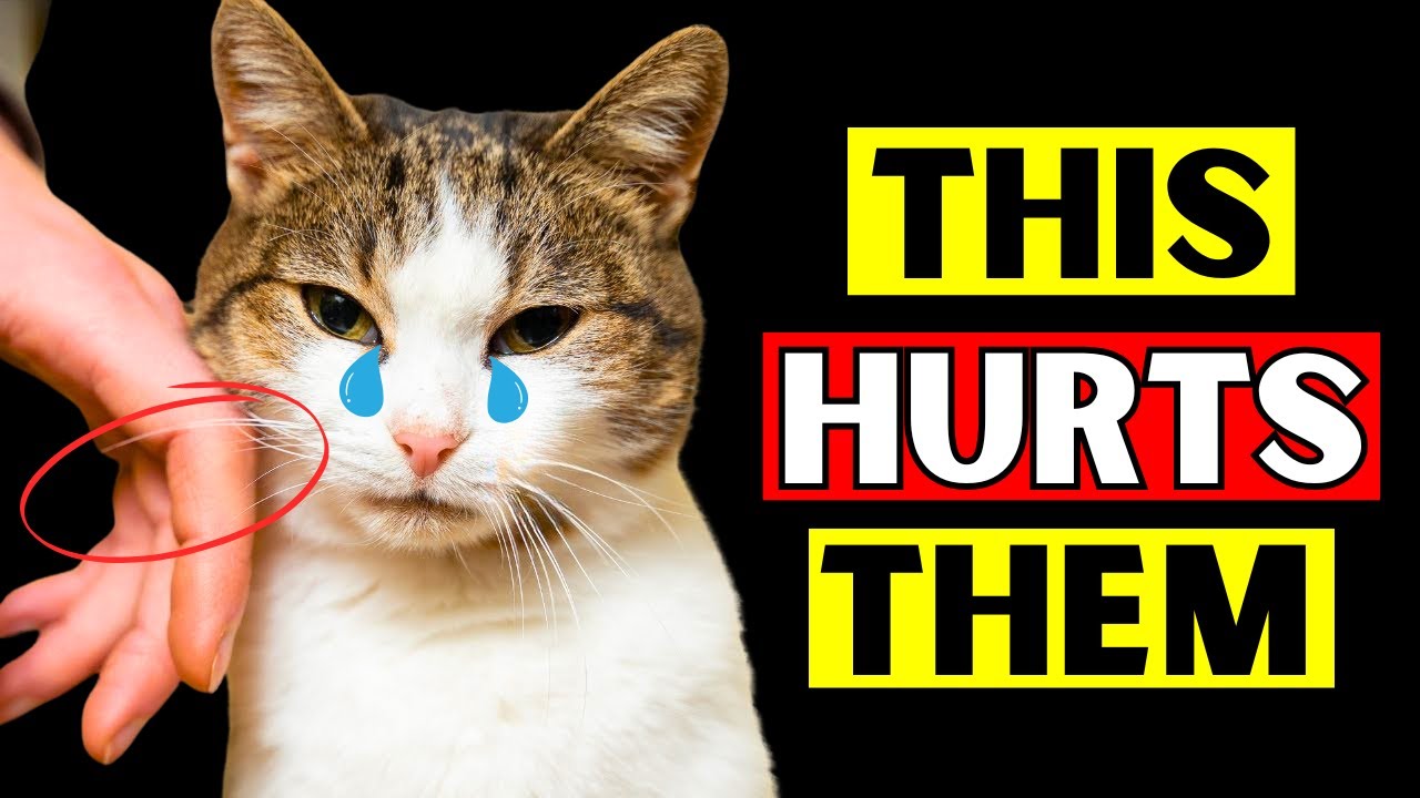 12 Things That Emotionally HURT Your Cat! Be Careful