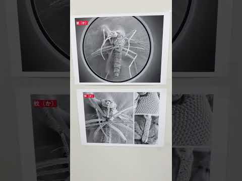 機器分析センター short