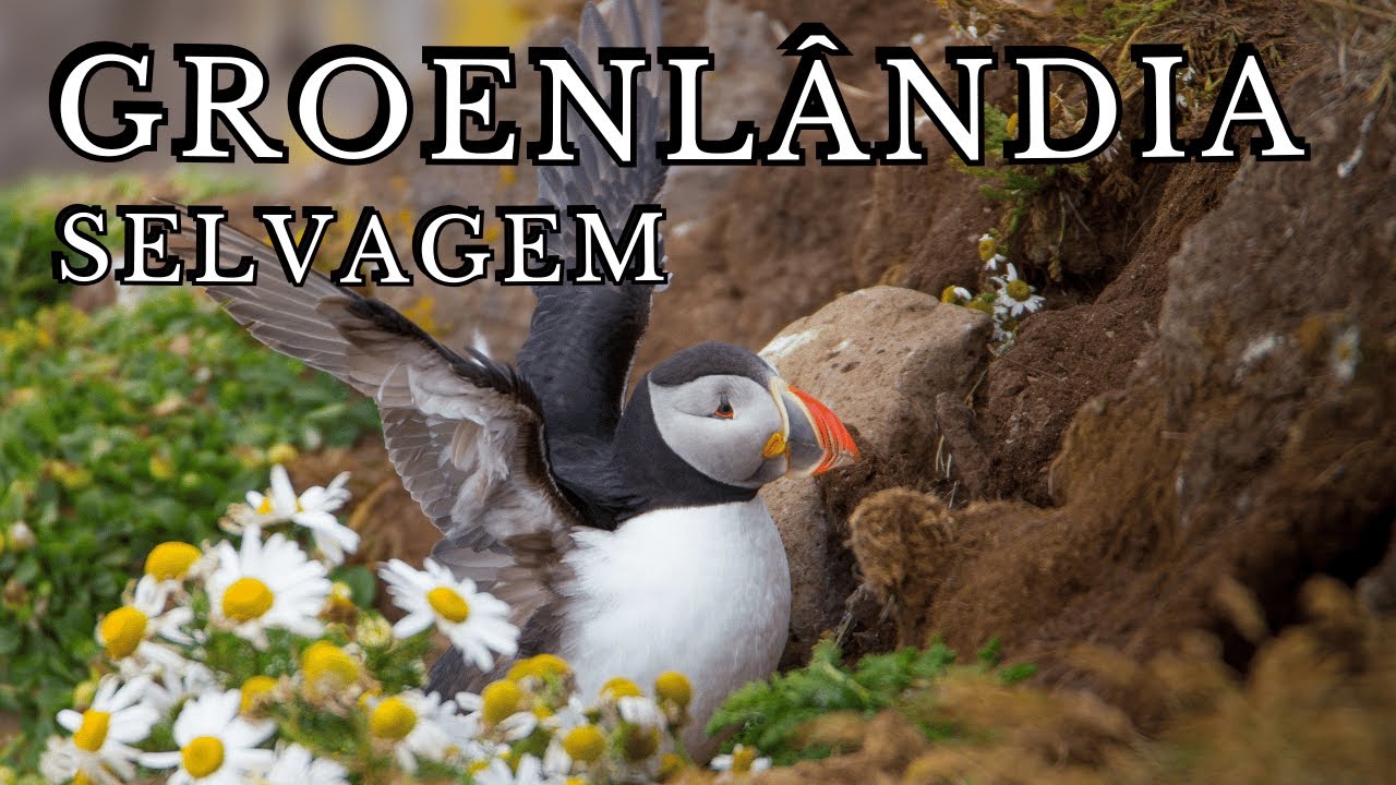 WILD GREENLAND FULL HD 4K – The Largest and Most Remote Island on the Planet