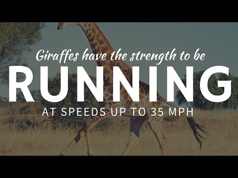 YouTube video about: How fast can a giraffe run?