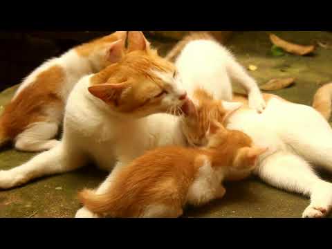 Cute Cat Family Video 😍😍😍😍😍😍😻😻😻😻😻