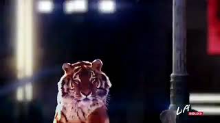 Download lagu LA Bold - Limited Edition mp3 Download lagu LA Bold - Limited Edition mp3