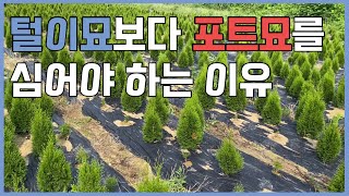포트묘를 심어야 하는 이유