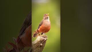 Download lagu Merdunya Suara Burung Anis Gunung #shortvideo #subscribe #burungdialamliar #burungliar mp3