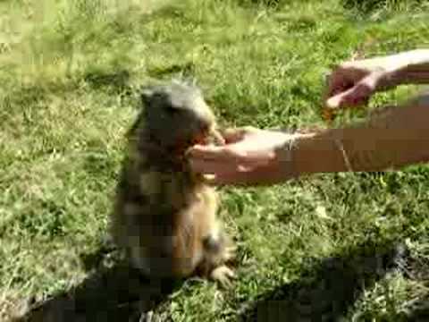 pourquoi la marmotte hiberne l'hiver