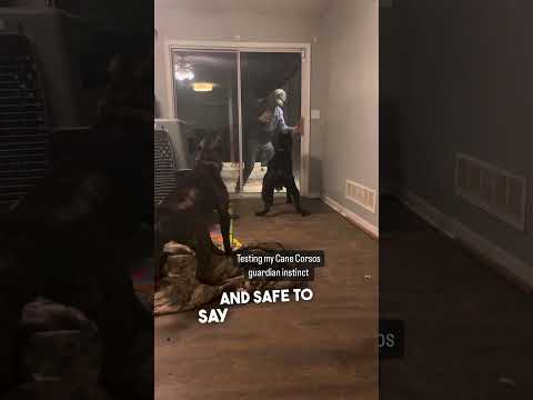 His dogs protected his family when he tested them 👏