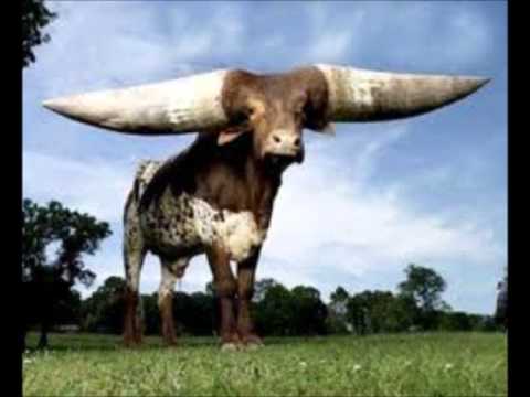 download lagu mp3 mp4 Musica De Corno, download lagu Musica De Corno gratis, unduh video klip Musica De Corno