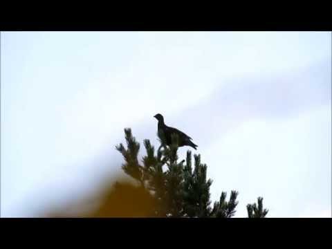 Black grouse hunting with rifle (Teeri kiväärillä)