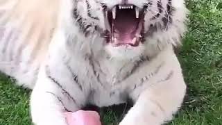 Download lagu Harimau putih liar yang berbahaya mengaum mp3 Download lagu Harimau putih liar yang berbahaya mengaum mp3