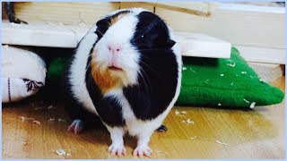 Floor Time Tips for Guinea Pigs