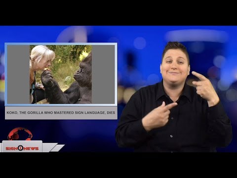 Koko, the gorilla who mastered sign language, dies (ASL - 6.21.18)
