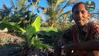 Download lagu THANK GOD, WE HAVE STARTED TO HARVEST VARIOUS VARIOUS VEGETABLES mp3