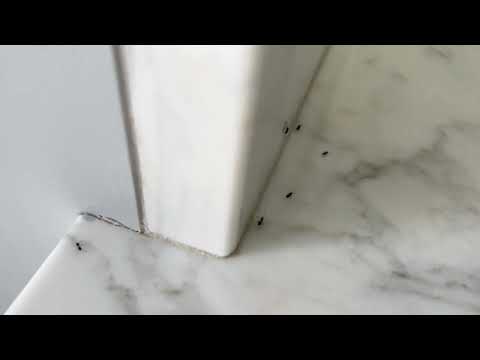 Food Crumbs Attract Ants to the Kitchen in Jackson, NJ