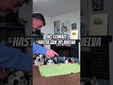 NO PODÉIS COMER HASTA QUE YO VUELVA ¿ENTENDIDO? 🤣 #shortsviral #husky #challenge