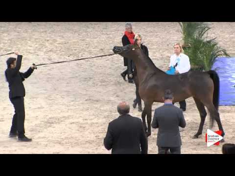 N.41 MINWAH - Paris 2015 - Fillies 2-3 years old (Class CM2 B)