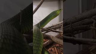Download lagu Ular boomslang vs burung shrike berkepala abu-abu #hewan #fakta #satwa liar mp3 Download lagu Ular boomslang vs burung shrike berkepala abu-abu #hewan #fakta #satwa liar mp3