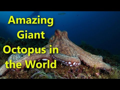 Amazing Giant Octopus in the World