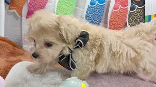 ハーフ犬の動画01