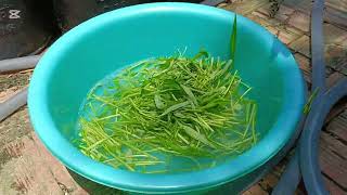 Fry Morning glory with pork- ឆាត្រកួនសាច់ជ្រូក #food #easyrecipe #cambodianfood #localfood