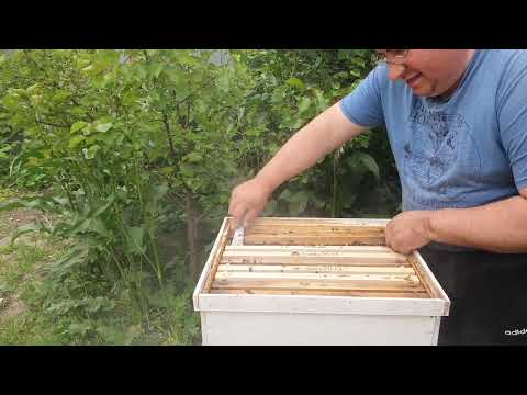 Faguri din plastic  , cum sunt luați in creștere.