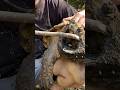 The TRUTH About Snapping Turtle BITES!