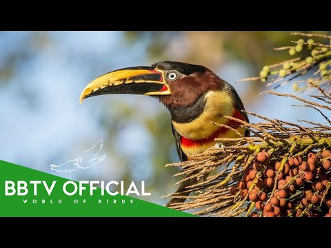Brazil | The Hidden Rules That Shape The Atlantic Forest | BBTV Official