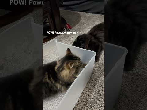 Jacqueline when she finds a box #cat #cute #funny #prettycat