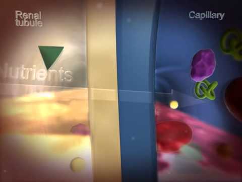 Reabsorption: Learn@Visible Body