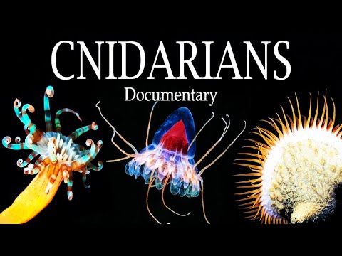 Cnidarians | Deep Sea | Documentary