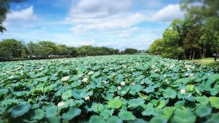 20250711 佐賀市 佐賀城公園のハス