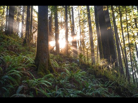 "Peace of Mind" • Relaxing Guitar Music & Soft Ambient Sounds